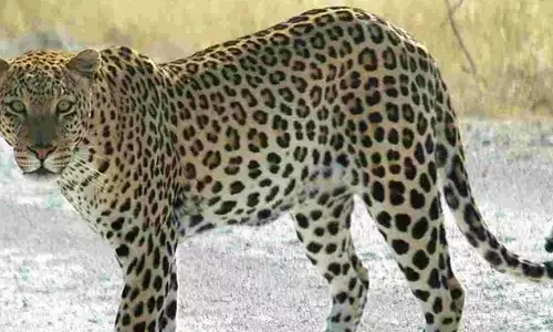 చిరుత దాడిలో ఆవు దూడ మృతి