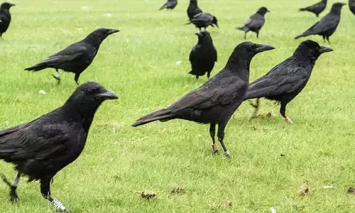 Crows: భూమిపై కాకులు లేకపోతే మానవాళికి  ప్రమాదమా.. దీనిలో వాస్తవమెంత?