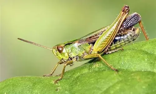 శృంగార ఆరోగ్యాన్ని పెంచుతున్న గొల్లభామలు(Grass hoppers)