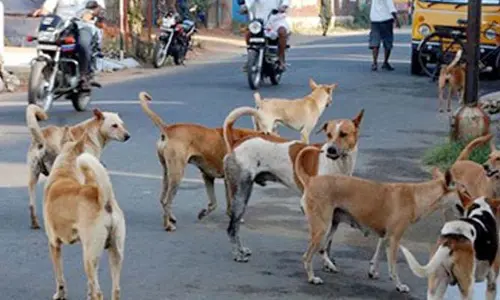 ఇక కుక్కలకు క్యూఆర్ కోడ్, జీపీఎస్