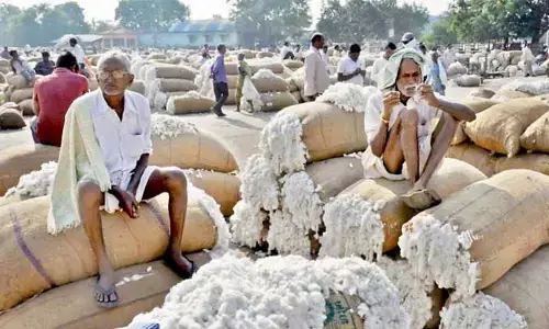 Cotton Purchases : పత్తి రైతులకు శుభవార్త.. కొనుగోళ్లు పునఃప్రారంభం! ఎక్కడెక్కడంటే?
