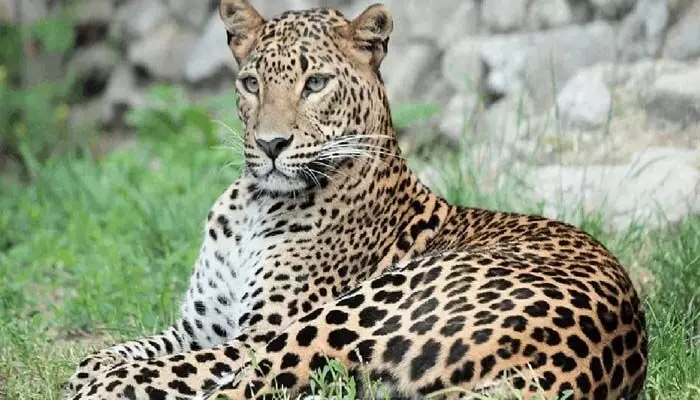 Leopard Attack: మహారాష్ట్రలో దారుణం.. మహిళపై దాడిచేసిన చిరుత.. ఆ తర్వాత దూరంగా లాక్కెళ్లి.. Leopard Attack: మహారాష్ట్రలో దారుణం.. మహిళపై దాడిచేసిన చిరుత.. ఆ తర్వాత దూరంగా లాక్కెళ్లి..