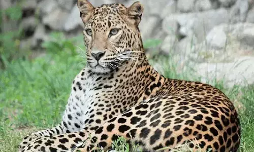 Leopard Attack: మహారాష్ట్రలో దారుణం.. మహిళపై దాడిచేసిన చిరుత.. ఆ తర్వాత దూరంగా లాక్కెళ్లి..