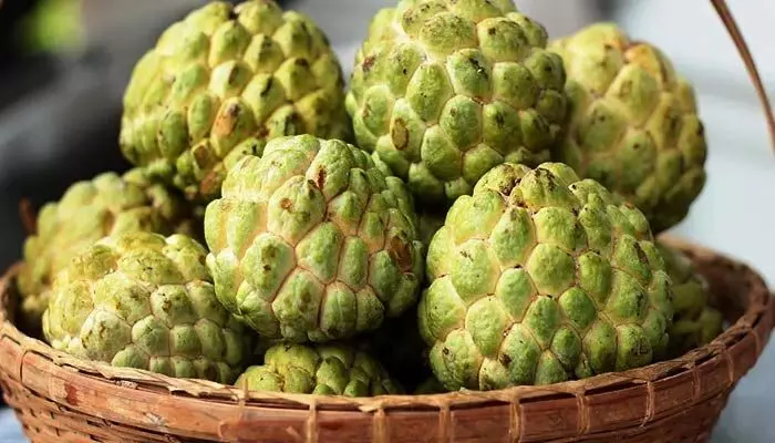 Custard apple : సీతాఫలం.. ఆరోగ్య ప్రదం.. తింటే ఎన్ని లాభాలో తెలుసా? Custard apple : సీతాఫలం.. ఆరోగ్య ప్రదం.. తింటే ఎన్ని లాభాలో తెలుసా?