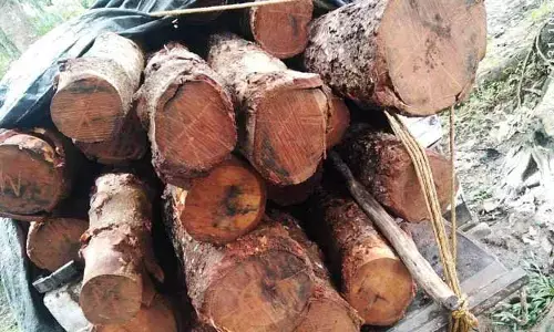 కలప అక్రమ రవాణా