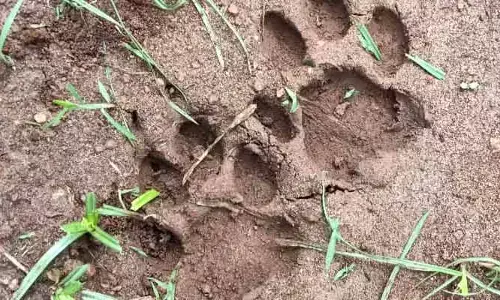 ఎర్రగుట్ట ప్రాంతంలో చిరుత సంచారం నిజమే