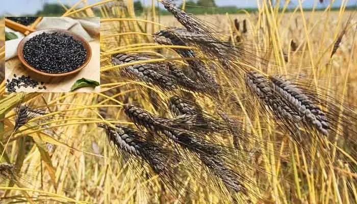 Black Wheat : ఔషధ గుణాల నల్ల గోధుమ.. ఇలా చేస్తే ఆ సమస్యలు పోయినట్టే! Black Wheat : ఔషధ గుణాల నల్ల గోధుమ.. ఇలా చేస్తే ఆ సమస్యలు పోయినట్టే!
