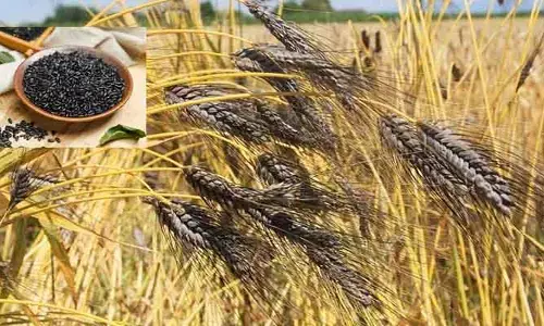 Black Wheat : ఔషధ గుణాల నల్ల గోధుమ.. ఇలా చేస్తే ఆ సమస్యలు పోయినట్టే!