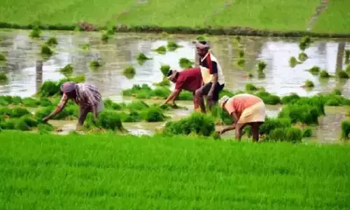 యాసంగిలో పెరుగుతున్న వరి సాగు