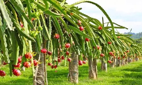 Dragon Fruit: ఈ పంటను ఒక్కసారి వేస్తే 20 ఏళ్ల వరకు లక్షల్లో ఆదాయం