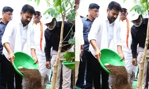 మొక్క నాటిన సీఎం రేవంత్ రెడ్డి.. స్పెషల్ ఏంటో తెలుసా?