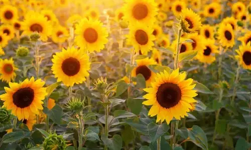 Sunflower : పొద్దుతిరుగుడు సాగుకు రైతులు ఎందుకు ఆసక్తి చూపడం లేదు.. కారణం ఇదేనా?