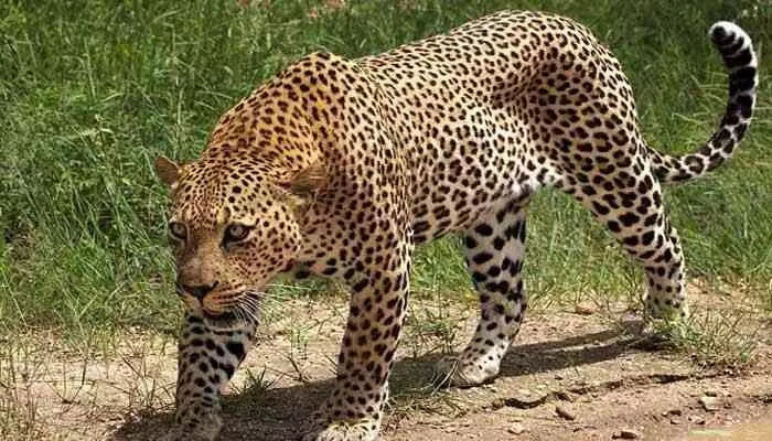 Cheetah:ఆ జిల్లాలో చిరుత పులి సంచారం నిజమే..! Cheetah:ఆ జిల్లాలో చిరుత పులి సంచారం నిజమే..!