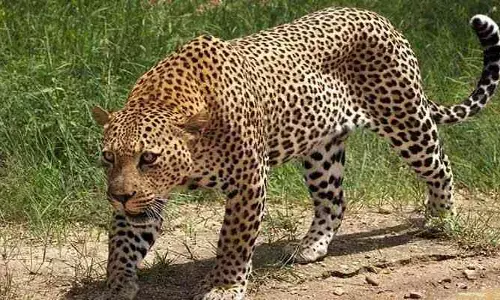 Cheetah:ఆ జిల్లాలో చిరుత పులి సంచారం నిజమే..!