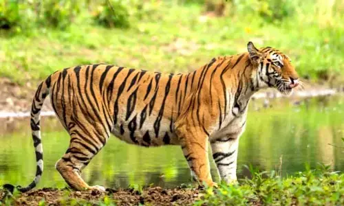 పెద్దపులి ఉంది జాగ్రత్త