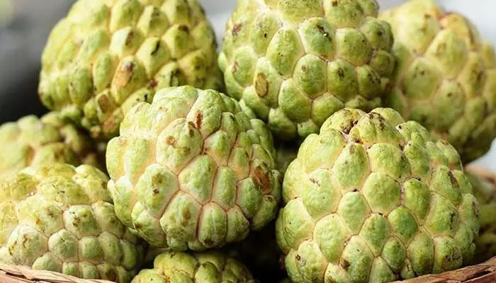 Custard Apple: ఒక్కసారి ఈ పంట వేస్తే చాలు.. ఏడాదికి రూ. 6 లక్షల ఆదాయం Custard Apple: ఒక్కసారి ఈ పంట వేస్తే చాలు.. ఏడాదికి రూ. 6 లక్షల ఆదాయం