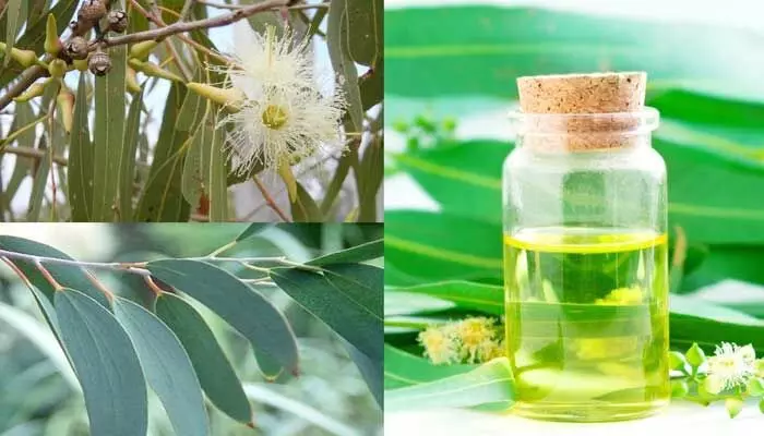 Nilgiri Oil: ఈ సమస్యలను తరిమికొట్టడంలో నీలగిరి తైలం మంచి ఔషధం..! Nilgiri Oil: ఈ సమస్యలను తరిమికొట్టడంలో నీలగిరి తైలం మంచి ఔషధం..!