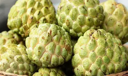 Custard Apple: ఒక్కసారి ఈ పంట వేస్తే చాలు.. ఏడాదికి రూ. 6 లక్షల ఆదాయం