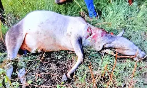 రైతు చూస్తుండగానే ఎద్దుపై పెద్దపులి దాడి