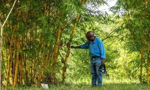 Bamboo Farming: రైతులను లక్షాధికారులను చేస్తున్న పచ్చ బంగారం సాగు.. తక్కువ పెట్టుబడితో భారీ లాభాలు