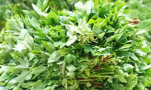 GONGURA: లివర్ ఆరోగ్యాన్ని పెంచుతోన్న అందరికీ ఇష్టమైన ఆకుకూర..!!