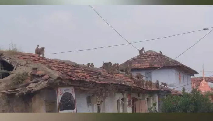 Monkeys : వానర సైన్యం.. డోర్లు తెరచి ఉంటే అంతే సంగతి.. Monkeys : వానర సైన్యం.. డోర్లు తెరచి ఉంటే అంతే సంగతి..