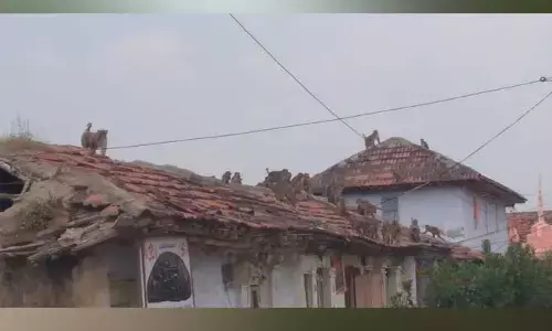 Monkeys : వానర సైన్యం.. డోర్లు తెరచి ఉంటే అంతే సంగతి..