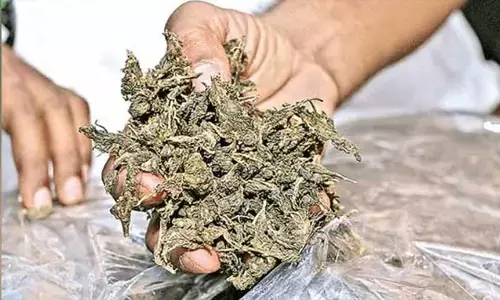 ganja : మియాపూర్ లో భారీగా గంజాయి పట్టివేత...