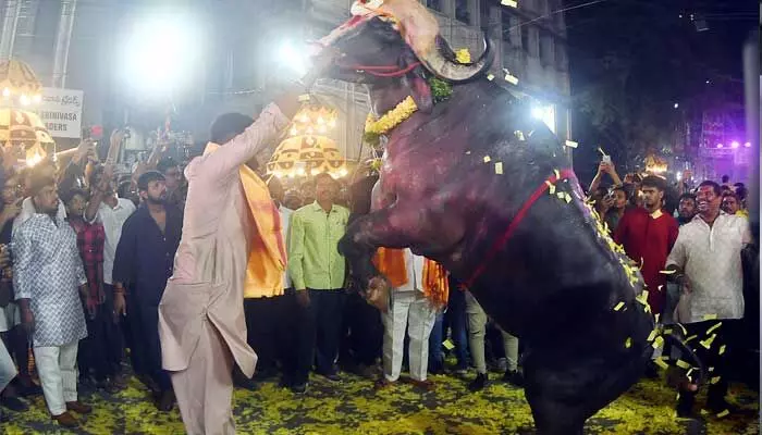 Sadar Celebrations : హైదరాబాద్ లో ఘనంగా సదర్ ఉత్సవాలు Sadar Celebrations : హైదరాబాద్ లో ఘనంగా సదర్ ఉత్సవాలు