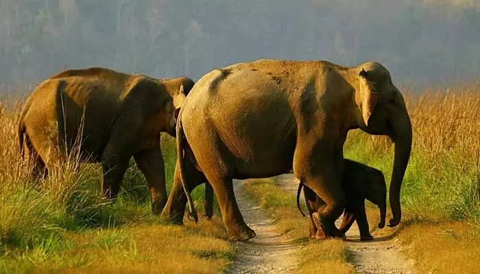 Elephants:పొలంలో మేతకు వెళ్లిన ఏనుగులు మృతి.. కారణం ఏంటంటే? Elephants:పొలంలో మేతకు వెళ్లిన ఏనుగులు మృతి.. కారణం ఏంటంటే?