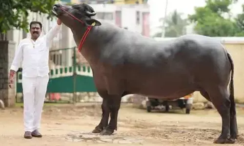Sadar Sammelanam: నేడే సదర్ సమ్మేళనం..నగరానికి చేరుకున్న దున్నలు