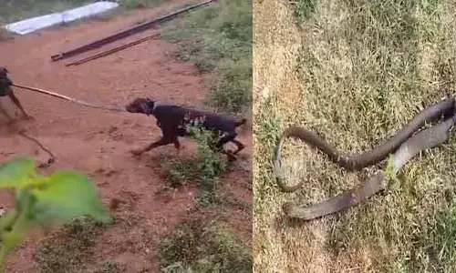 cobra snake : నాగు పామును చీల్చి చెండాడిన కుక్కలు