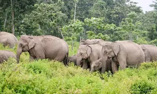 Herd of Elephants: మరోసారి ఏనుగుల మంద హల్‌చల్.. భారీగా కొబ్బరి తోట ధ్వంసం