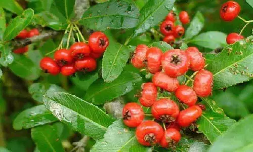 Ghingaru Fruit: ఈ పండు ఒక్కటి తింటే చాలు.. ఆ సమస్యలన్నీ పరార్ ..  మెడిసిన్స్ కూడా అవసరం లేదు!