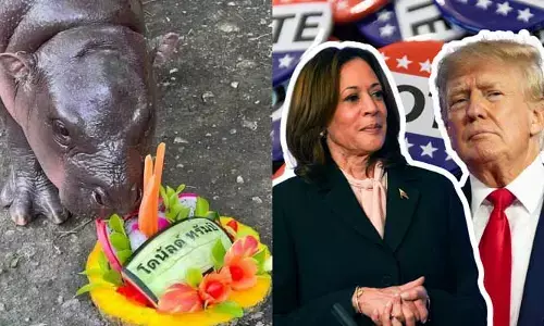 US Election 2024: అమెరికా ఎన్నికల్లో ట్రంప్‌దే గెలుప‌ని జోస్యం చెప్పిన హిప్పో.. వీడియో వైరల్