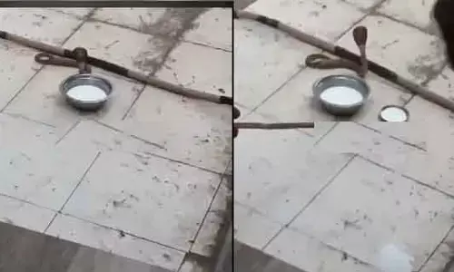 Cobra : నాగుల చవితి రోజు నాగుపాము దర్శనం