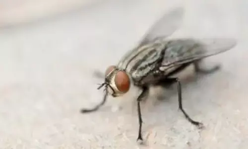 Flies : హంతకుడిని పట్టించిన ఈగలు.. వీడిన మర్డర్ కేసు మిస్టరీ