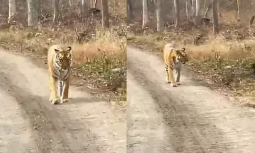 Tiger : మంచిర్యాల జిల్లాలో పులి సంచారం..వైరల్ గా వీడియో