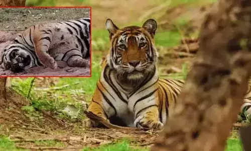 Chhattisgarh : విషప్రయోగంతో పెద్దపులి మృతి.. సుమోటోగా కేసు నమోదు
