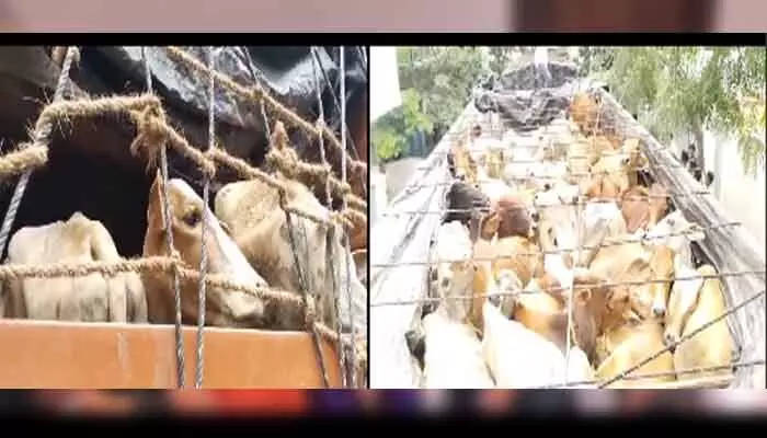 Cows : అక్రమంగా తరలిస్తున్న 269ఆవుల పట్టివేత Cows : అక్రమంగా తరలిస్తున్న 269ఆవుల పట్టివేత