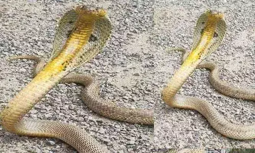 Golden cobra:బంగారు పడగ పాము.. చూడడానికి ఎగబడుతున్న స్థానికులు