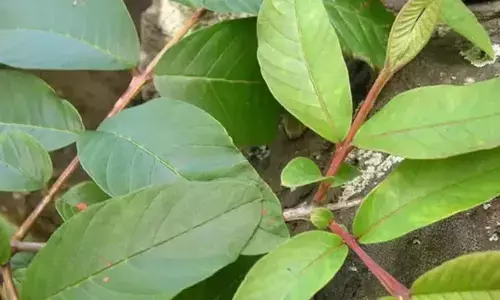 Guava Leaves: ఈ ఆకులు తింటే ఎన్ని లాభాలో తెలుసా!