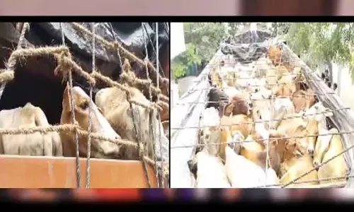 Cows : అక్రమంగా తరలిస్తున్న 269ఆవుల పట్టివేత