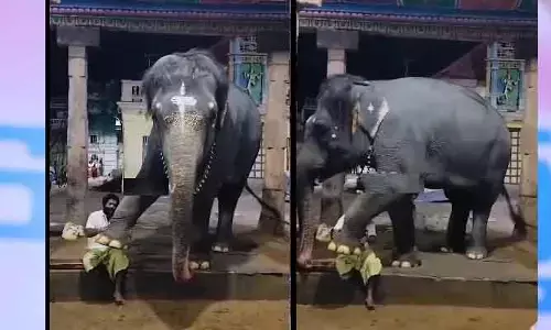 Elephant : మావటి చేత కాళ్లు పట్టించుకున్న గజరాజు