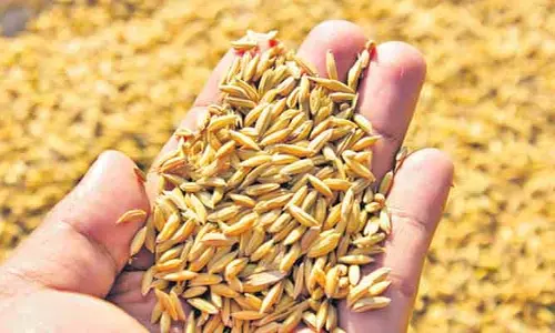 సీడ్ బౌల్ ఆఫ్ తెలంగాణలో నారు పోసే దిక్కు లేదు..