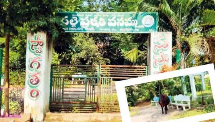 Kothagudem: ఆహ్లాదం పంచని ప్రకృతి వనం..? అంతటా అపరిశుభ్ర వాతావరణం Kothagudem: ఆహ్లాదం పంచని ప్రకృతి వనం..? అంతటా అపరిశుభ్ర వాతావరణం