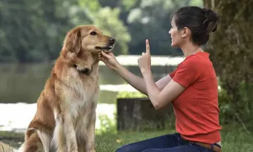 Pet dogs : కుక్కల తెలివి మామూలుగా ఉండదు! లోతైనా పదాలనూ అర్థం చేసుకుంటాయ్!!