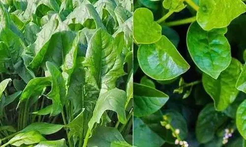 Winter Health : ఆరోగ్యానికి మంచిదే.. కానీ చలికాలంలో వీటిని తినకూడదు!