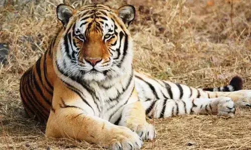 Tiger: టైగర్.. టెన్షన్..! 15 గ్రామాల్లో హై అలర్ట్ ప్రకటించిన ఫారెస్ట్ అధికారులు