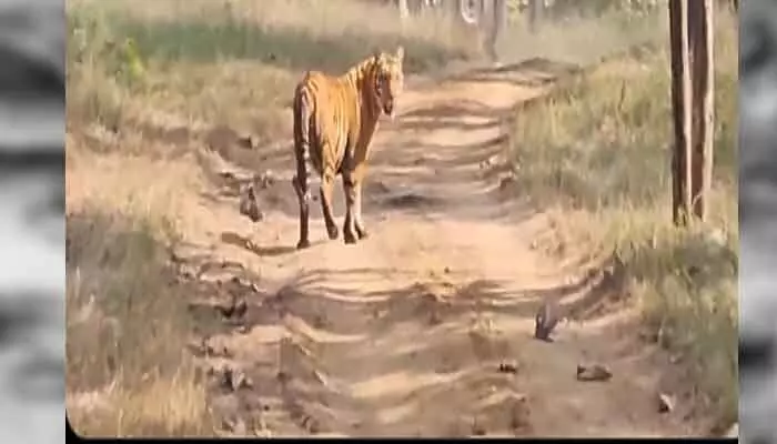 Tiger terror : కొమురం భీం ఆసిఫాబాద్ జిల్లాను వణికిస్తున్న పులి Tiger terror : కొమురం భీం ఆసిఫాబాద్ జిల్లాను వణికిస్తున్న పులి